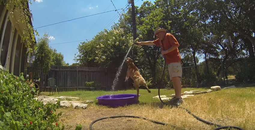 This Guy Just Can’t Use The Water Hose Because Of This Silly English Bulldog!