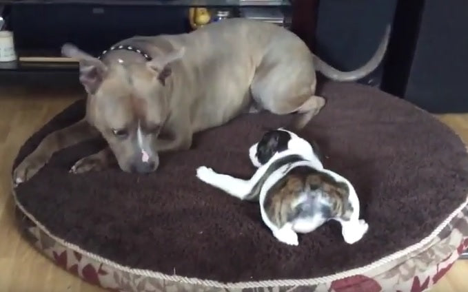 This English Bulldog Puppy Is Brave Enough To Pick On Dog That Is Double Her Size!