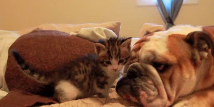 Bulldog Adopts Kitten And That's When The MAGIC Starts!