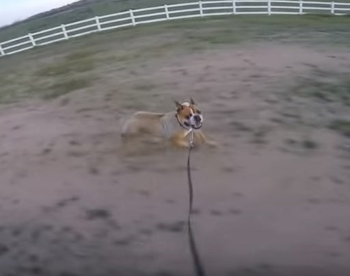 This English Bulldog Is Exercising To The Max!