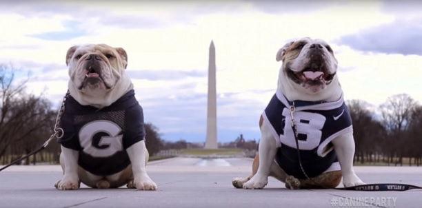 Two English Bulldog Mascots Team Up To Run For President!