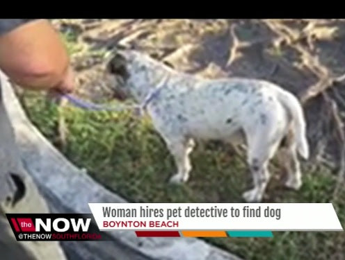 Woman Hires Pet Detective To Find Her Missing Old English Bulldog!