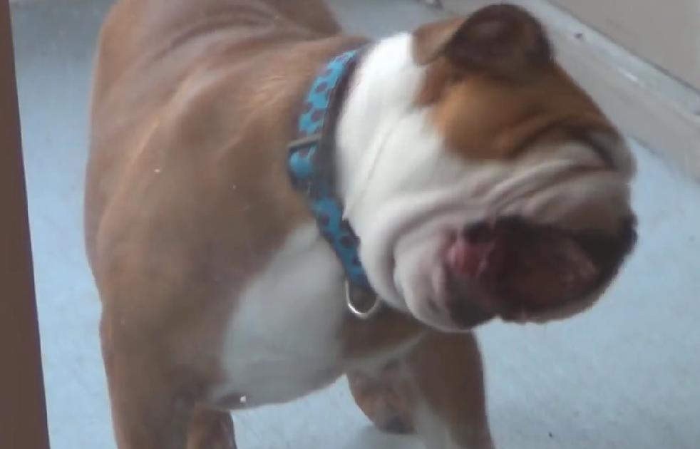 This English Bulldog Can’t Get Inside, And What He Does Next Is Just Adorable!