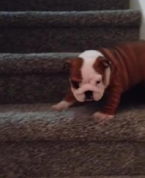 This English Bulldog Puppy Trying To Conquer The Stairs Is Making Everybody Giggle!