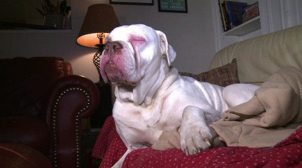Their Old English Bulldog Was Stolen, But When Strangers Saw THIS On Facebook, My Jaw Dropped!
