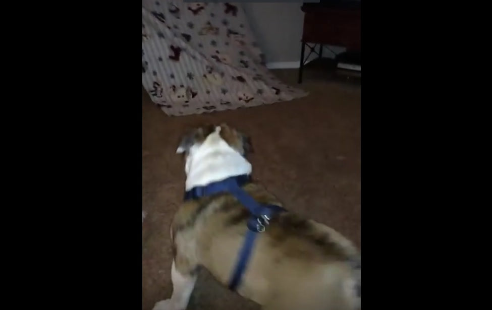 This Silly English Bulldog Thinks He Is A Bull!