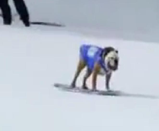 These Awesome English Bulldogs Are Snowboarding Like Professionals!