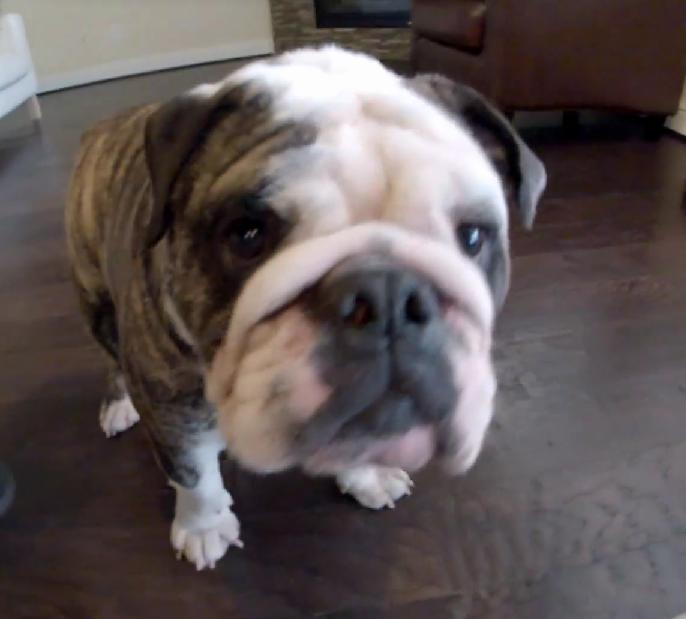 This Cute English Bulldog Shows That Curiosity Is In All Of Us!