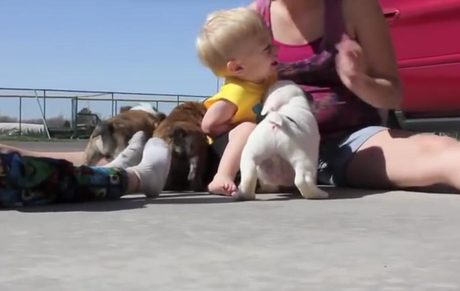 This Is Super Cute! Baby Meets Newborn Bulldogs And His Reaction Is Awwww!