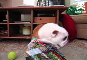 Chubby English Bulldog Gets Stuck In A Shelf!