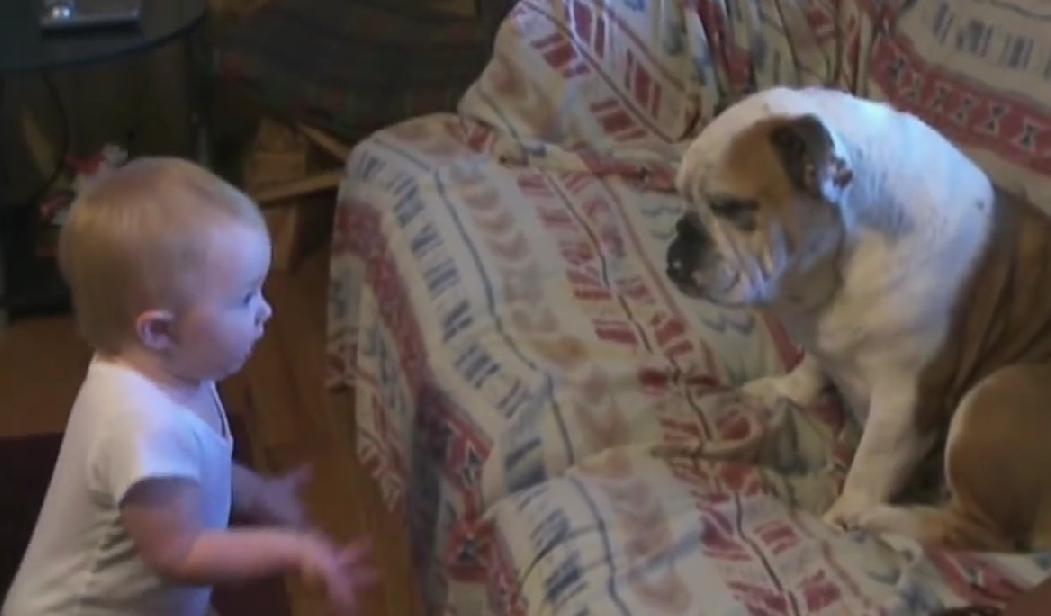 In This Hilarious Dog Video This Cute Baby Makes His Case With The English Bulldog!