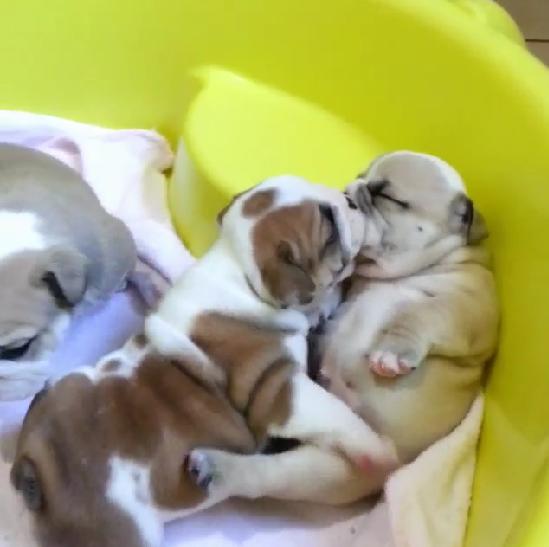 English Bulldog Puppies Exchanging A French Kiss Will Make The French Say Oh Là Là!