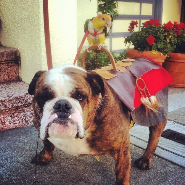 10 Photos That Prove Bulldogs Are Beautiful!