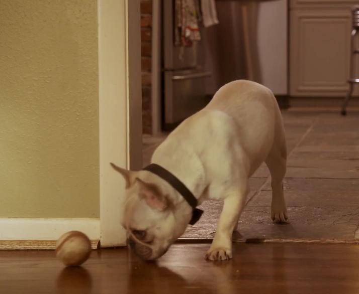 You Just Have To See This Adorable Bulldog Reunion!