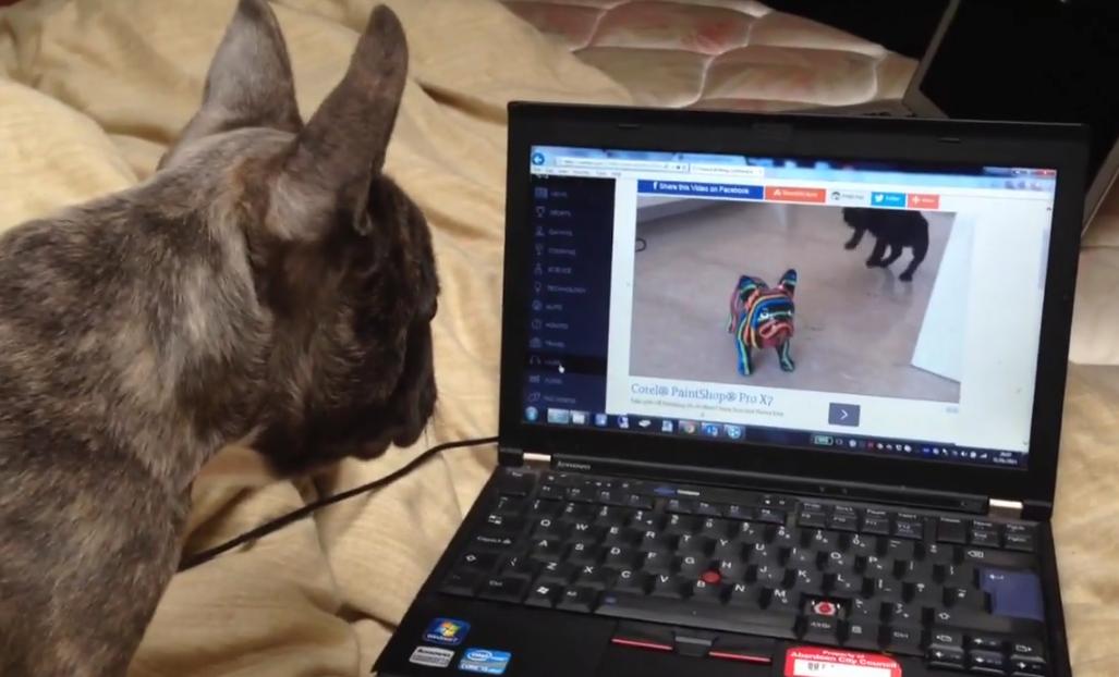 This Bulldog Puppy Is Stunned When He Sees A Video Of Other Bulldog Puppies!