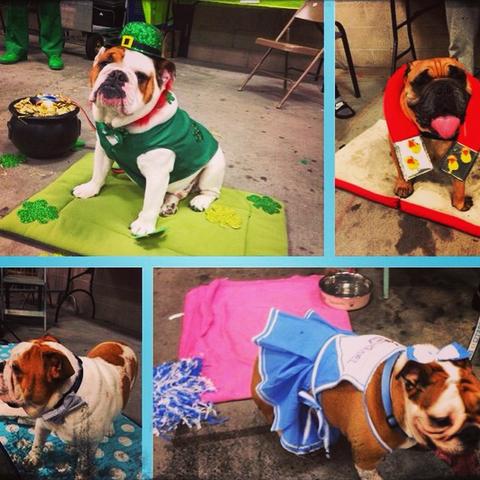 WATCH: Beautiful English Bulldogs Were Dressed In Costumes To Show Off Their Personalities!