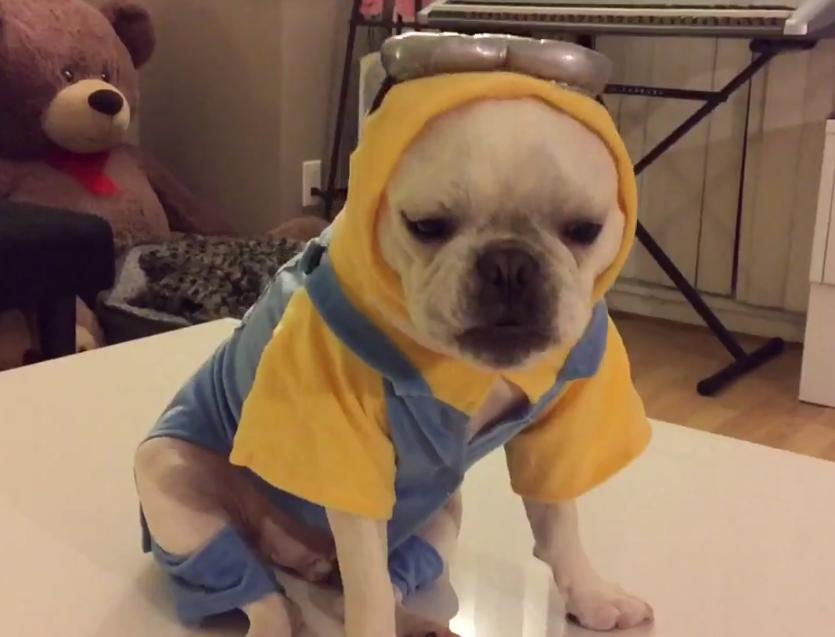 Adorable Bulldog In Minion Costume Will Make Your Day!