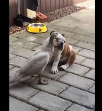 Duck And English Bulldog Have EPIC Battle That Will Make You Laugh For Sure!