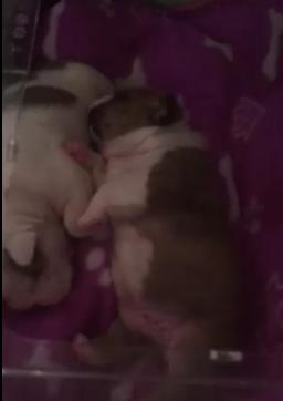 This Is Just So Sweet! Little Bulldog Puppy Has A Tickle Spot!