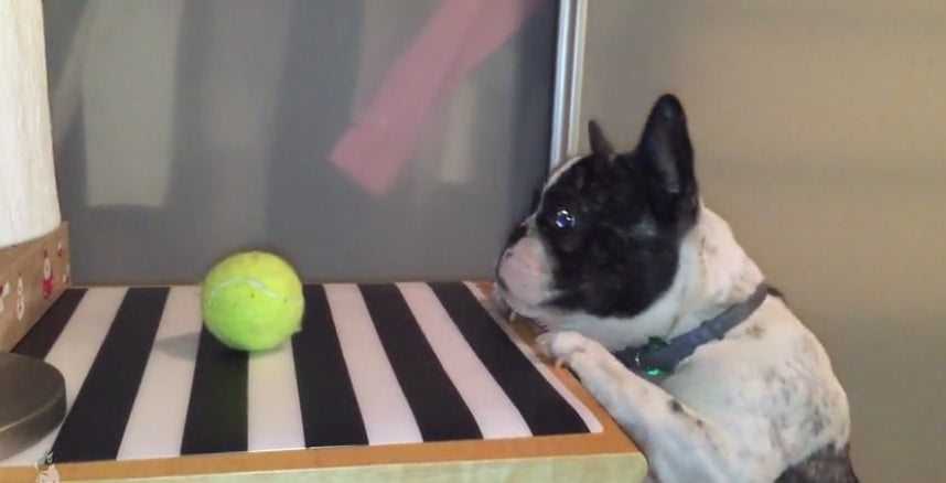 This Adorable Bulldog Is Struggling to Reach His Tennis Ball!
