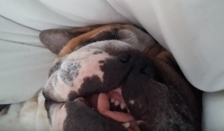 Here's What You Need To Know If You're Considering Getting A Bulldog...