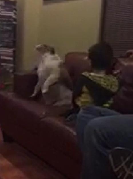 This Video Of English Bulldog And A Baby Dancing Together Is Priceless!