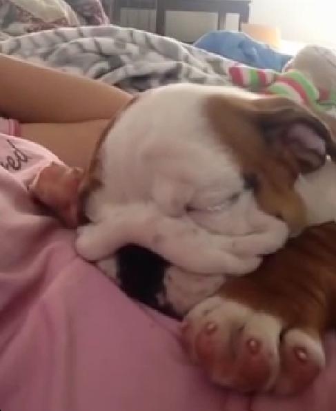 Gorgeous Little English Bulldog Puppy Snores While Sleeping!