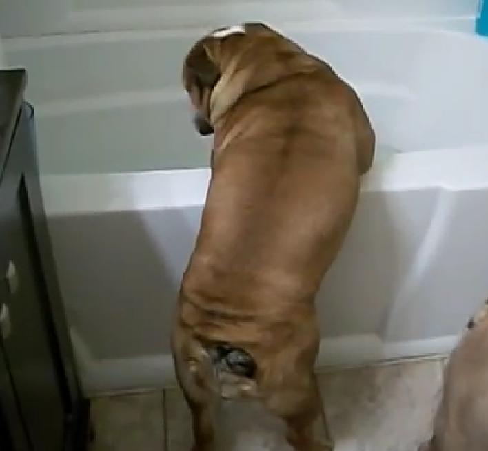 This English Bulldog Can’t Wait For Her Bath!