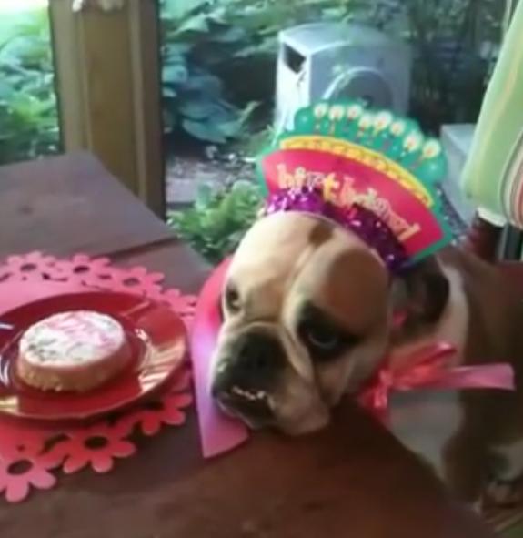 Loving Parents Sing ‘Happy Birthday’ To The Sick Bulldog They Rescued!