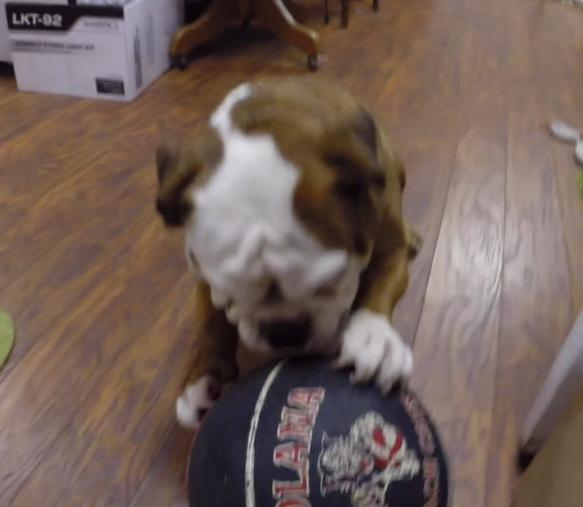 This Adorable English Bulldog Is Playing Basketball!