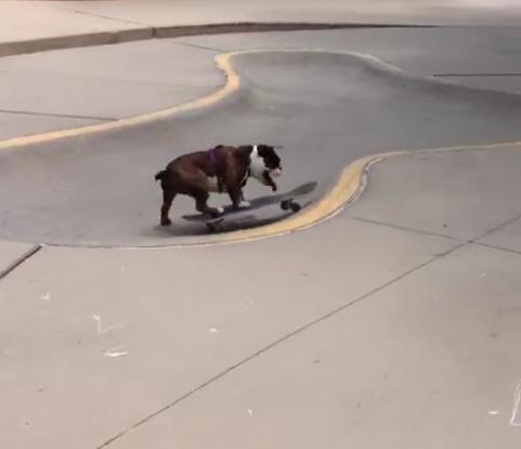 This Bulldog Has Some Sick Skateboarding Skills To Show Off!