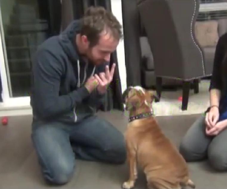 This Is Just Amazing! Deaf English Bulldog Puppy Learns Sign Language!