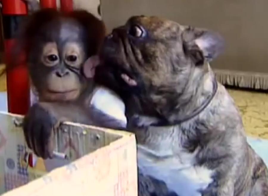 Must Watch! Friendly Bulldog Kisses His Orangutan Friend!