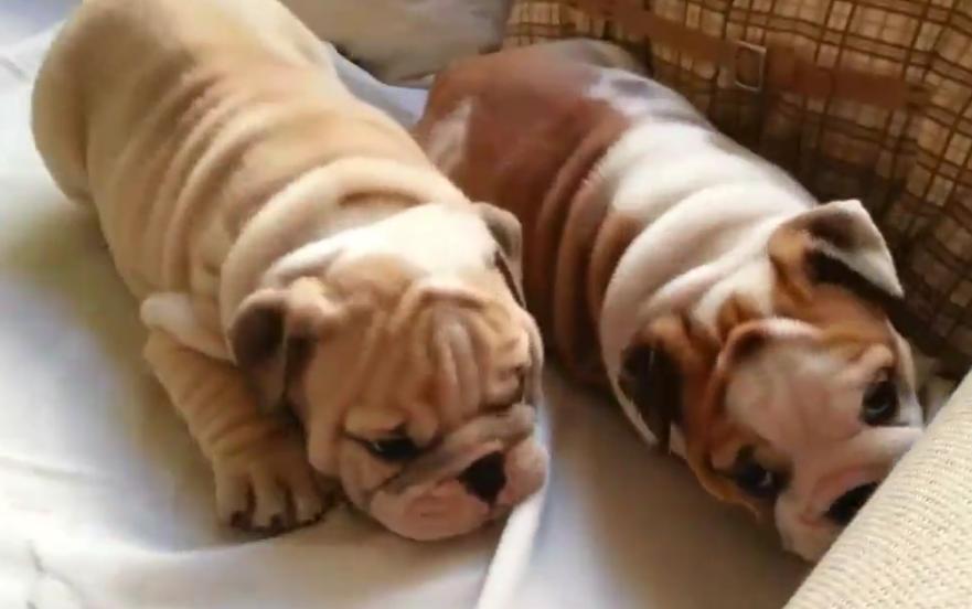 These Two Bulldog Puppies Playing Will Make Your Day For Sure!