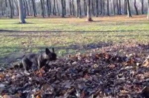 French Bulldog Has Fun In Autumn Leaf Pile!