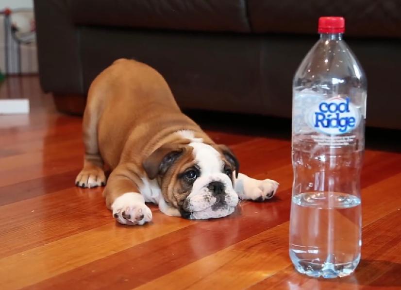 Why Is This English Bulldog Puppy Furious At a Water Bottle?