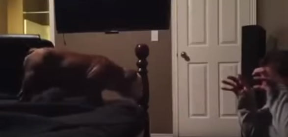 Adorable Bulldog Puppy Leaps Off Bed Into Dad’s Arms!