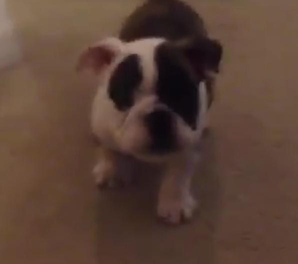 This Bulldog Has The BEST Reaction When She Realizes She's on Camera!