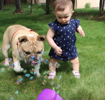 This Little Girl And Her English Bulldog Are The Most Adorable Best Friends EVER!