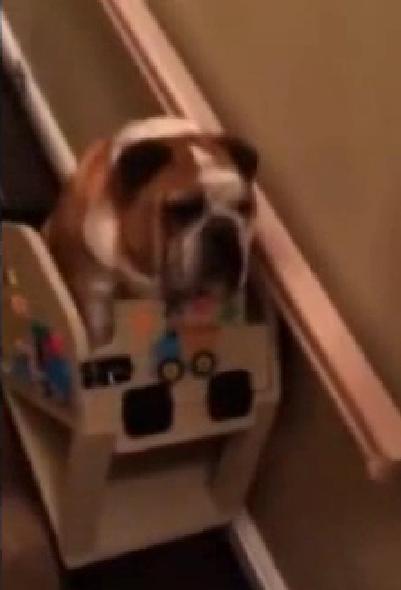 This English Bulldog Is Enjoying The Luxury Of Having His Own Custom Stair Lift