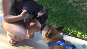 Adorable Frenchie, Ted Welcomes His New Puppy Brother, Bill!