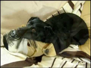 Video: Labrador Rests On A Bulldog Slipper!