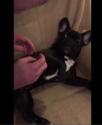 Dad Tickles This Bulldog Puppy, And His Reaction Is Priceless!