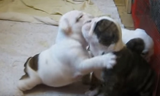 These English Bulldog Puppies Learning To Play Will Melt Your Heart!