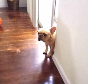 This Bulldog Is Guilty For Chewing A Pen, But Luckily He Has The Most Adorable Guilty Face Ever!