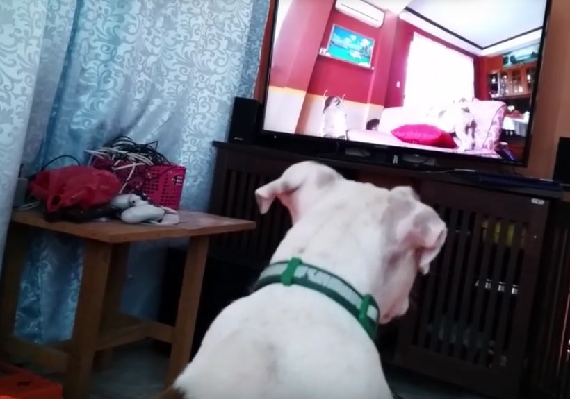 English Bulldog Is Watching And Commenting On His Own Videos!