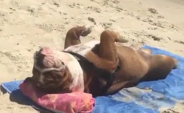 English Bulldog Loves To Peacefully Sleep On The Beach!