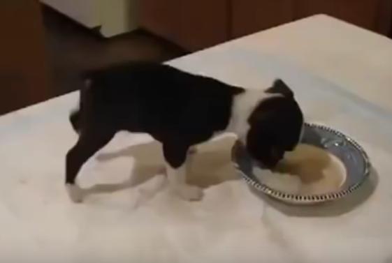 Video: Bulldog Puppy Defies Gravity!