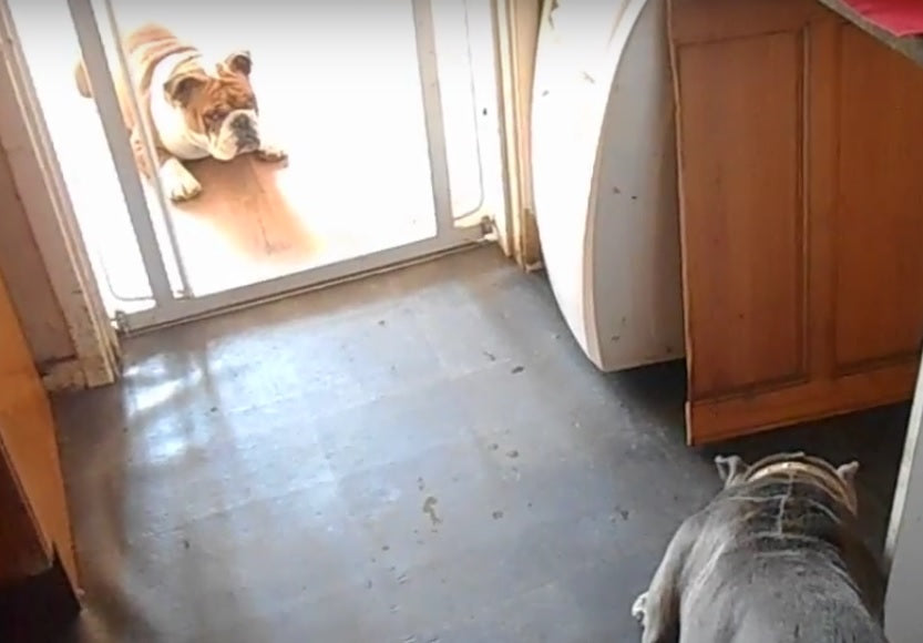 Funny English Bulldog Had Her Dinner Eaten In Front Of Her!