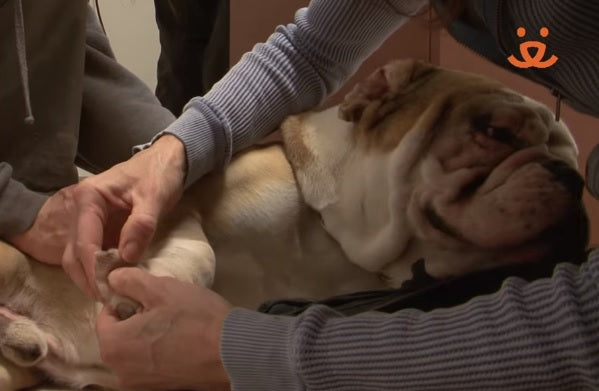 Abandoned Bulldog With Special Needs Gets A Second Chance!